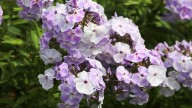 IMG_9786 копия