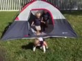Малыши падают, выходя из палатки