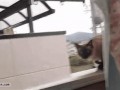 котэ прыгает с балкона