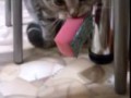Когда кот против того что бы ты мыл посуду )