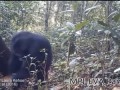 Chimpanzee Video - Chimpanzee Ritual