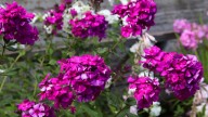 IMG_0033 копия