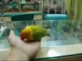 The Parrot, Who Saw a Sex