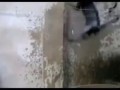 cat vs wall vs water (fail)