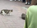 The two fighting cats attracted many