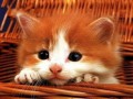 image (4)