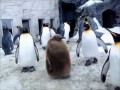 Пингвиний игнор