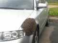 Пчелы атаковали машину