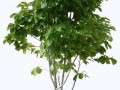 tree_PNG230