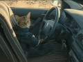Cat-driver