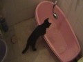 Кот в ванной - часть 1