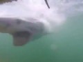 Акула нападает на аквалангистов