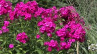 IMG_9842 копия