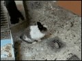 песочница-гифки-кролик-кот-168396