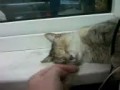 Мертвецкий сон кота