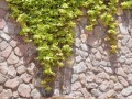 depositphotos_45506965-stock-photo-green-ivy-on-the-stone
