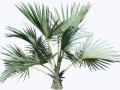 palm_tree_PNG2487_zpsoqry49ei
