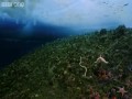 Timelapse of swarming monster worms and sea stars eating a dead seal